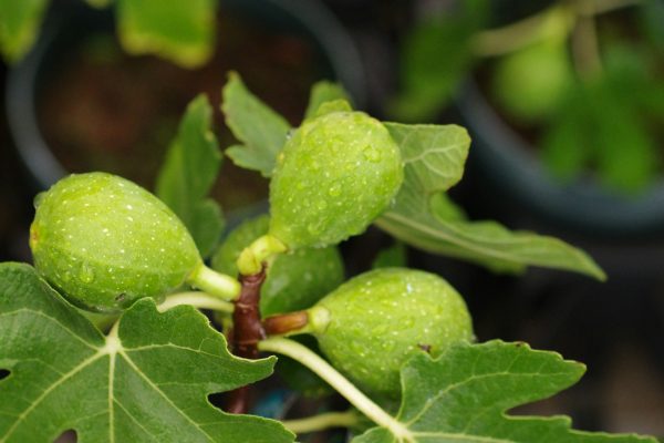 Memilih Pompa Tenaga Surya untuk Masa Depan Kebun Buah Tin