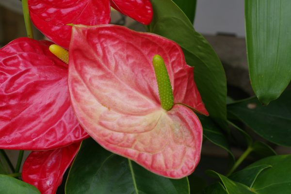 Memilih Pompa Tenaga Surya Lorentz untuk Greenhouse Khusus Anthurium