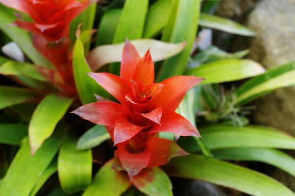 Memilih Pompa Tenaga Surya untuk Bromelia dalam Greenhouse