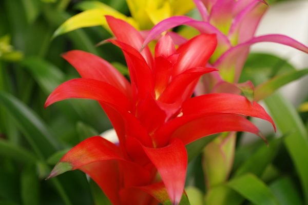 Memilih Pompa Tenaga Surya untuk Irigasi Bromelia Cerdas Kini