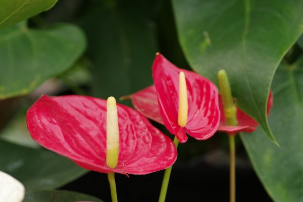 Memilih Pompa Tenaga Surya LORENTZ untuk Anthurium Cerdas