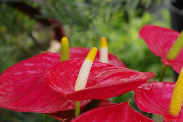 Memilih Pompa Tenaga Surya LORENTZ Tanpa Akses PLN Pada Anthurium
