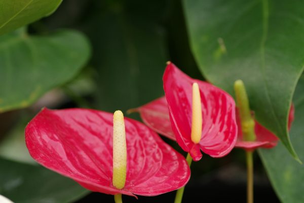 Memilih Pompa Tenaga Surya Lorentz untuk Anthurium Efisien