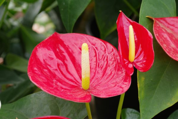 Integrasi Pompa Tenaga Surya untuk Kebun Anthurium Hemat Air