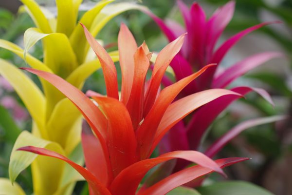 Memilih Pompa Tenaga Surya untuk Bromelia Hemat Air Berkelanjutan
