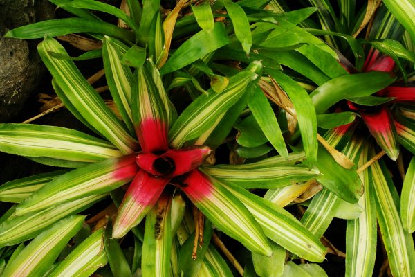 Memilih Pompa Tenaga Surya untuk Bromelia dengan Tandon