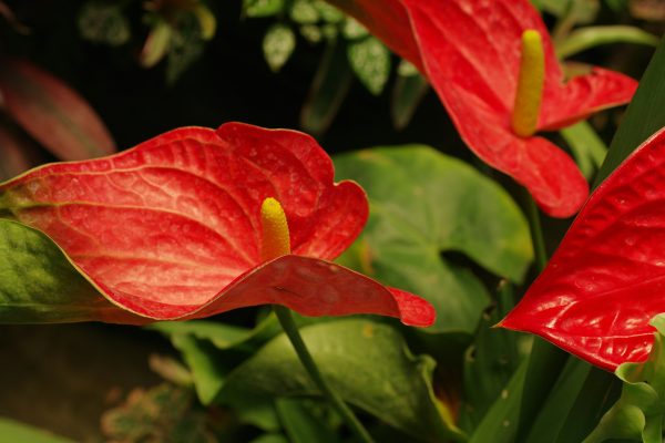 Memilih Pompa Tenaga Surya untuk Kebun Anthurium Modern