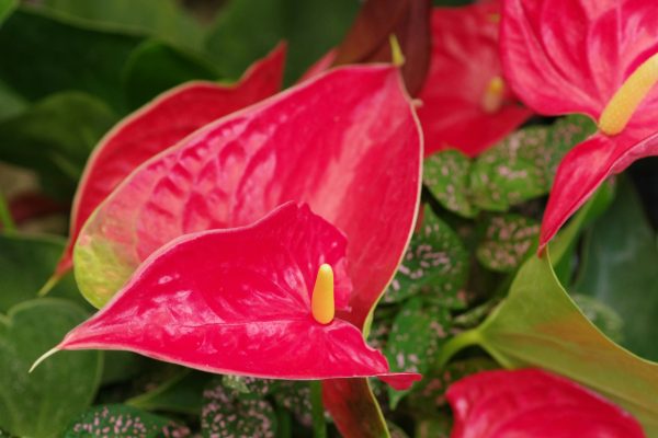 Memilih Pompa Tenaga Surya untuk Irigasi Tetes Pada Anthurium