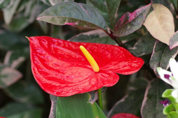 Memilih Pompa Tenaga Surya Lorentz Hemat Air Anthurium