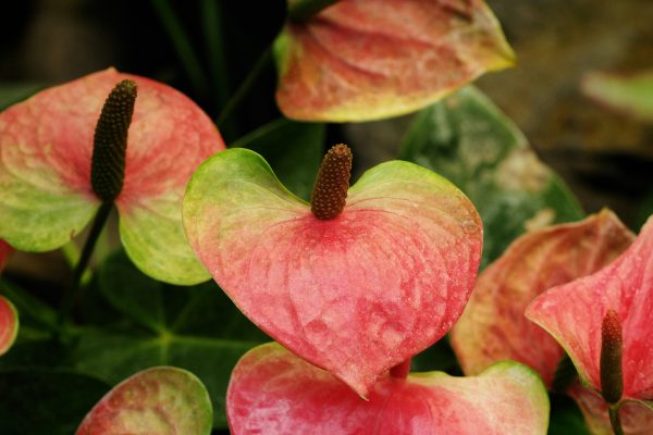 Memilih Pompa Tenaga Surya LORENTZ untuk Greenhouse Anthurium