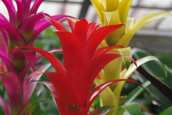 Memilih Pompa Tenaga Surya untuk Bromelia Tanpa PLN