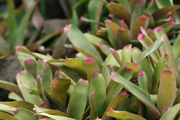 Memilih Pompa Tenaga Surya untuk Kebun Bromelia Hemat