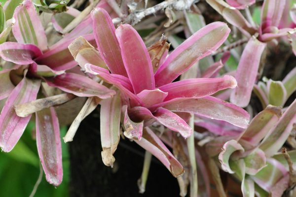 Memilih Pompa Tenaga Surya untuk Bromelia Masa Depan