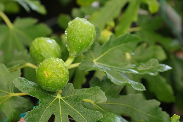 Memilih Pompa Tenaga Surya dengan Tangki Air untuk Buah Tin