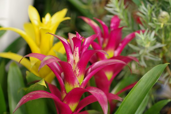 Memilih Pompa Tenaga Surya untuk Kebun Bromelia Modern Kini