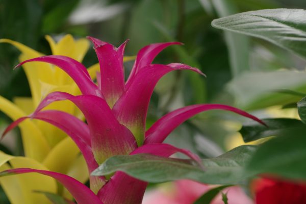 Memilih Pompa Tenaga Surya untuk Bromelia Skala Komersial