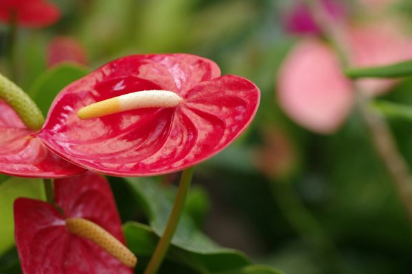 Memilih Pompa Tenaga Surya untuk Irigasi Anthurium