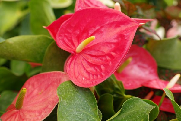 Memilih Pompa Tenaga Surya untuk Kebun Anthurium Cerdas