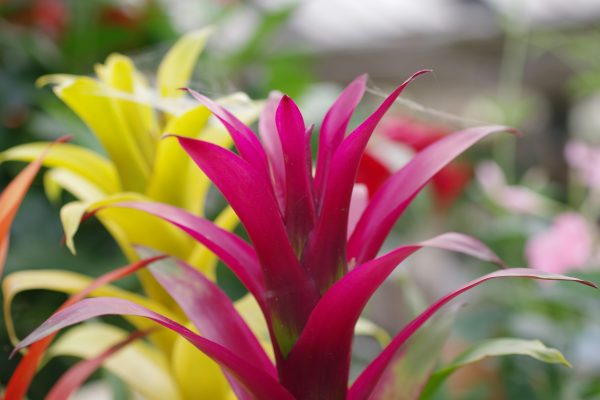 Memilih Pompa Tenaga Surya untuk Bromelia Berkelanjutan Kini