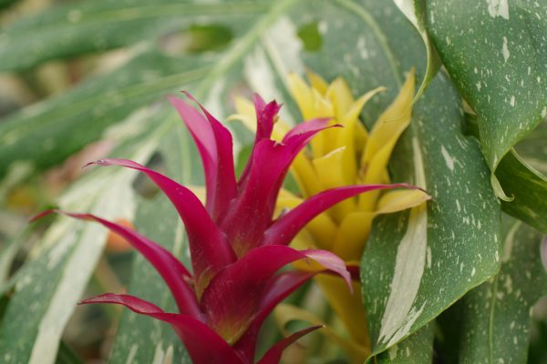 Memilih Pompa Tenaga Surya untuk Otomatisasi Bromelia