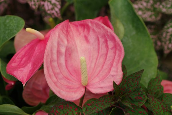 Memilih Pompa Tenaga Surya LORENTZ untuk Anthurium Modern