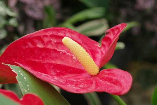Memilih Pompa Tenaga Surya LORENTZ untuk Anthurium Berkelanjutan
