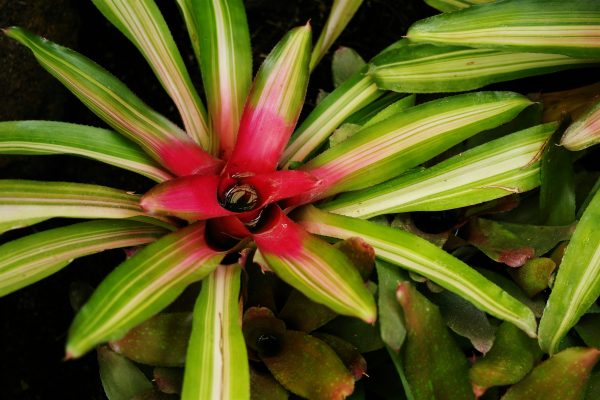 Memilih Pompa Tenaga Surya untuk Bromelia Tanpa PLN Lebih Efisien