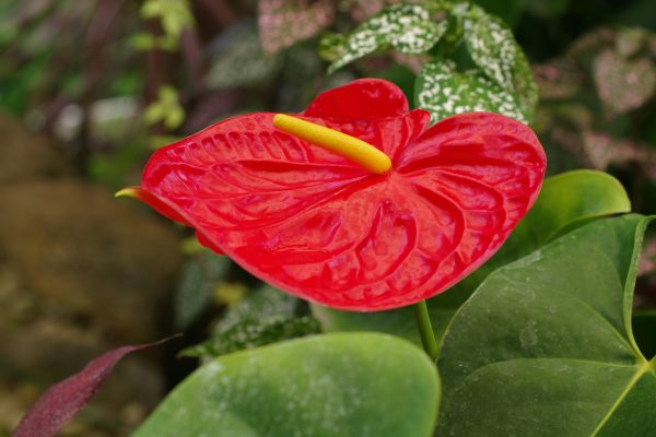 Memilih Pompa Tenaga Surya Anthurium Tanpa PLN