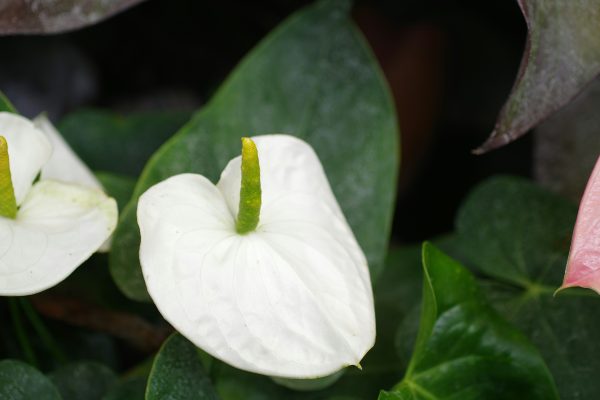 Memilih Pompa Tenaga Surya LORENTZ untuk Kebun Anthurium