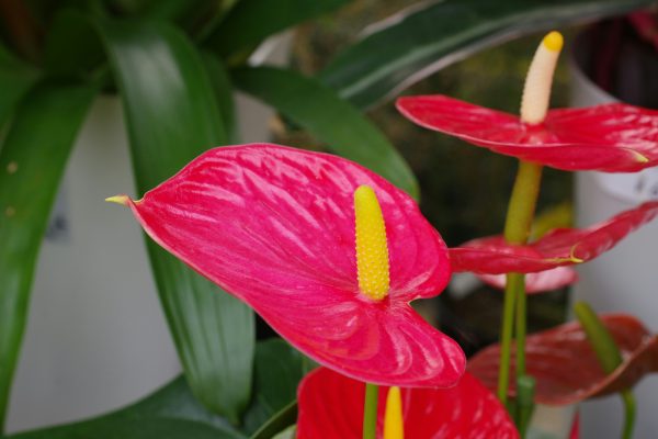 Memilih Pompa Tenaga Surya Lorentz untuk Bunga Anthurium