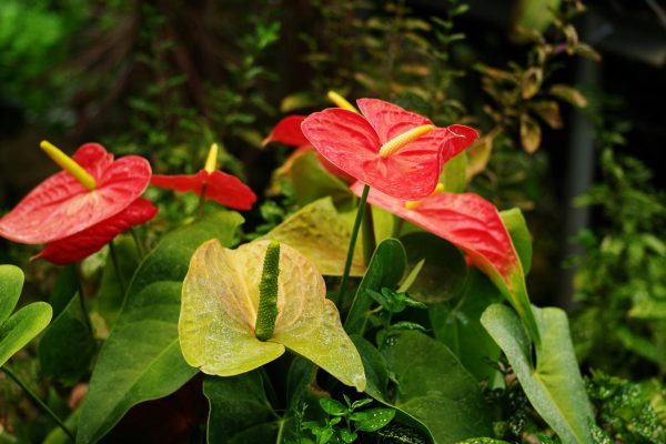 Memilih Pompa Tenaga Surya LORENTZ Hemat Energi Anthurium