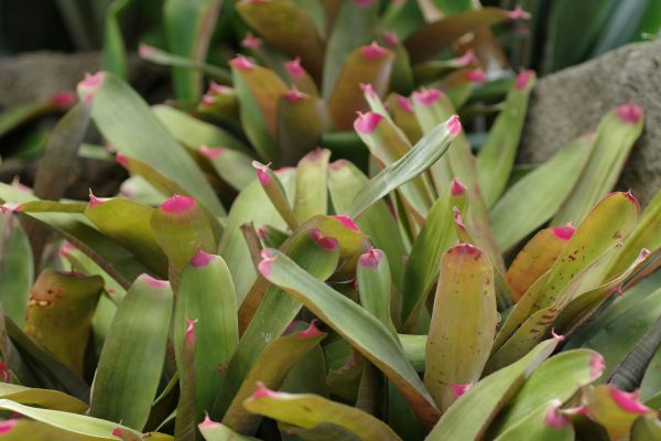 Memilih Pompa Tenaga Surya untuk Bromelia Hemat Air