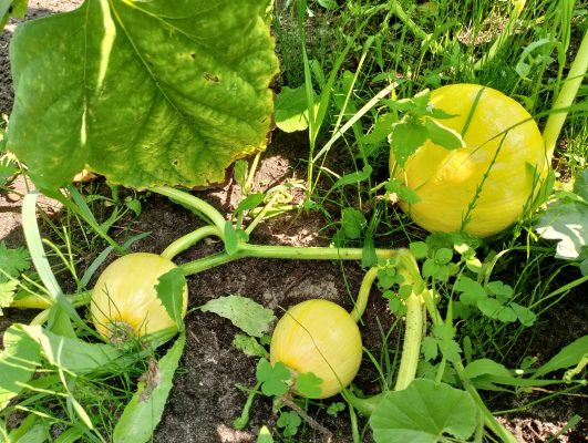 Energi Surya untuk Pertanian Melon Hemat Biaya Operasional
