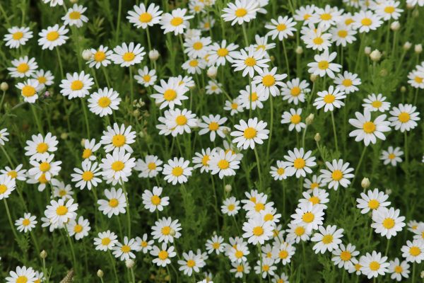 Memilih Pompa Tenaga Surya Hemat Energi untuk Daisy