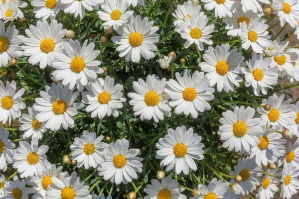 Memilih Pompa Tenaga Surya untuk Daisy Berkelanjutan