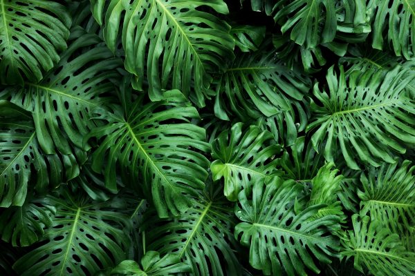 Memilih Pompa Tenaga Surya dengan Kontrol Otomatis Monstera