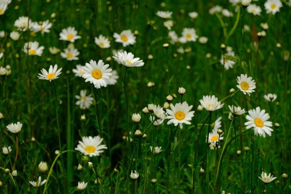Memilih Pompa Tenaga Surya untuk Irigasi Tetes Daisy