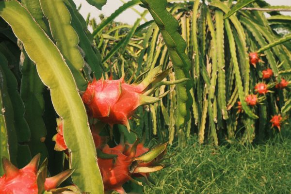 Energi Surya untuk Pertanian Buah Naga dengan PLTS Modern