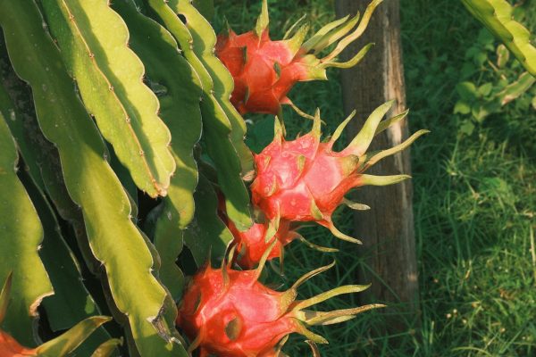 Energi Surya untuk Pertanian Buah Naga dengan Pompa Air Surya