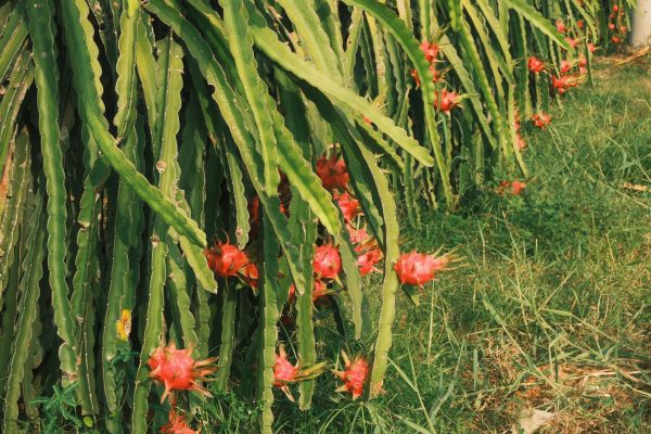 Energi Surya untuk Pertanian Buah Naga dengan Irigasi Tetes