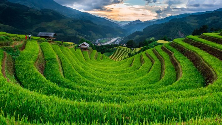 Memilih Pompa Tenaga Surya untuk Irigasi Sawah Hemat Energi