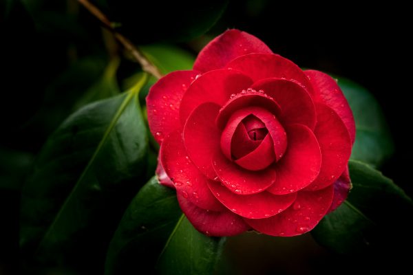 Memilih Pompa Tenaga Surya Tahan Lama untuk Kebun Camelia