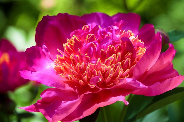 Memilih Pompa Tenaga Surya Efisien untuk Bunga Peony