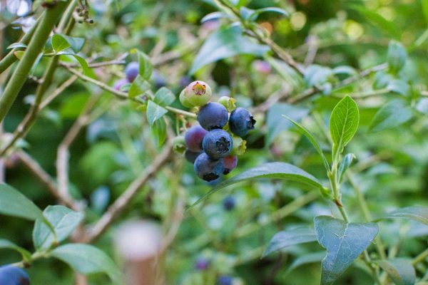 Energi Surya untuk Pertanian Blueberry dengan PLTS Hijau yang Ramah Lingkungan