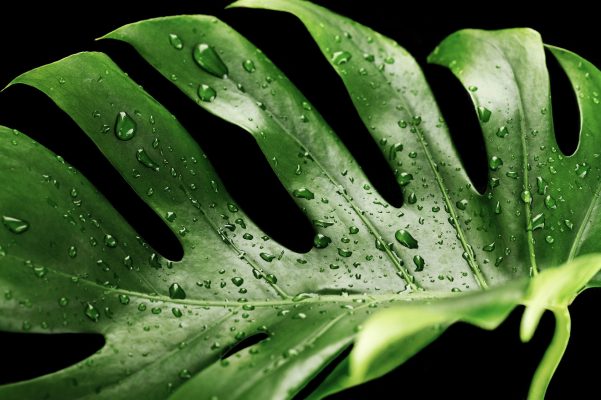 Memilih Pompa Tenaga Surya untuk Greenhouse Monstera yang Hemat Air