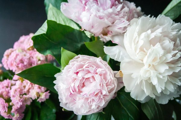 Memilih Pompa Tenaga Surya Peony dengan Sistem Otomatis