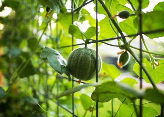 Memilih Pompa Tenaga Surya untuk Kebun Buah Berkontur