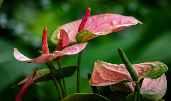 Integrasi Pompa Tenaga Surya untuk Anthurium Tanpa PLN