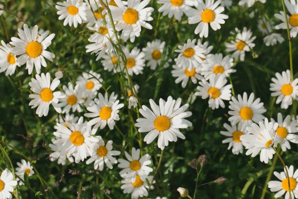 Memilih Pompa Tenaga Surya untuk Greenhouse Daisy Produktif