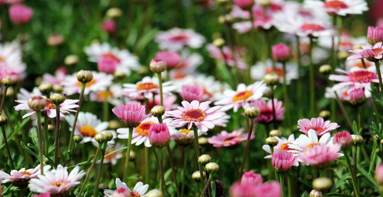 Memilih Pompa Tenaga Surya untuk Pemanenan Daisy Efisien